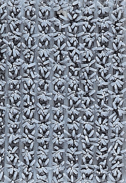 8094474.jpg