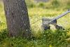 Trädstam bredvid grästrimmer som klipper grönt gräs.